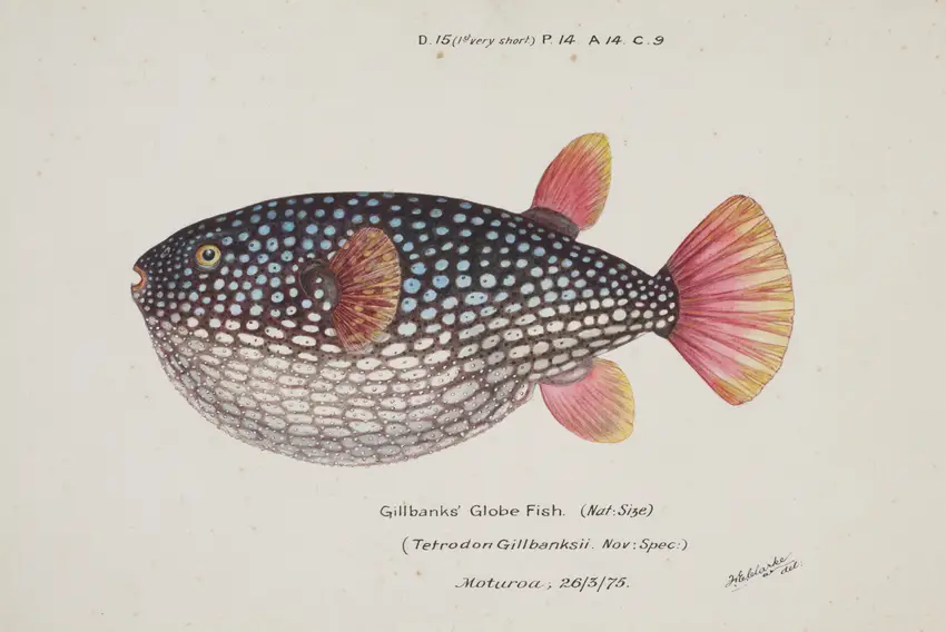 Arothron gillbanksii (Gillbanks Globe fish) (1875) by Frank Edward Clarke